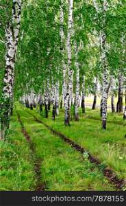Dirt road in the grass between the rows of birch trees with white stems and green leaves