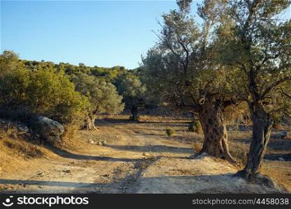 Dirt road in the olive tree grove