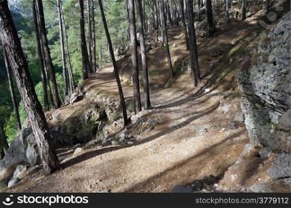 Dirt road in the pine forest on the slope of mount