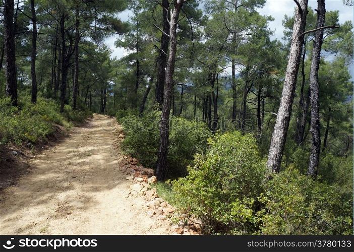 Dirt road in the pine tree forest in Turkey