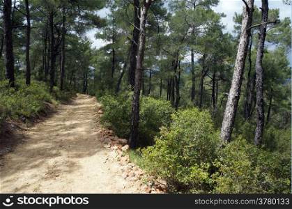 Dirt road in the pine tree forest in Turkey