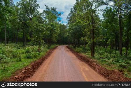dirt road in to forest
