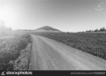 Dirt road leading to the flowering almond garden at the foot of the Mount Tabor in Israel. Morning mist in the Israeli north at sunrise. Black and white picture