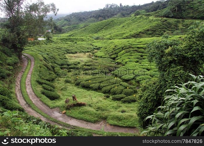 Dirt road near tea plantation in Cameron Highlands, Malaysia