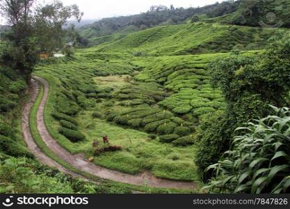 Dirt road near tea plantation in Cameron Highlands, Malaysia