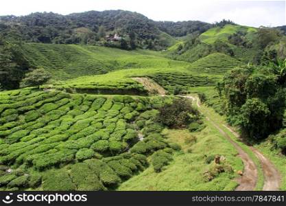 Dirt road on the tea plantation in Cameron Highlands, Malaysia