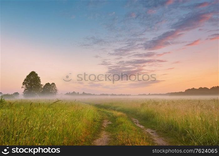 Dirt road on wild meadow in morning fog. Rural summer landscape in sunrise light. Colorful sky and calm farmland pasture scene, Belarus