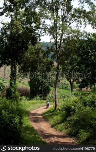 Dirt road passing through a field, Chiang Dao, Chiang Mai Province, Thailand