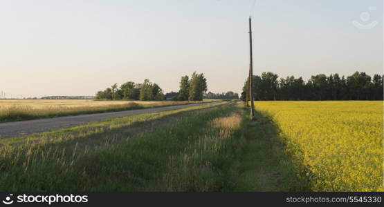 Dirt road passing through a prairie field, Manitoba, Canada