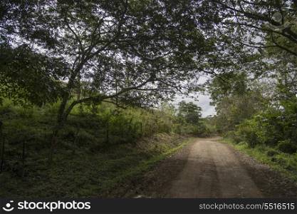 Dirt road passing through forest, Finca El Cisne, Honduras