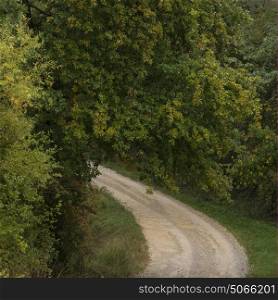 Dirt road passing through forest, Greve in Chianti, Tuscany, Italy