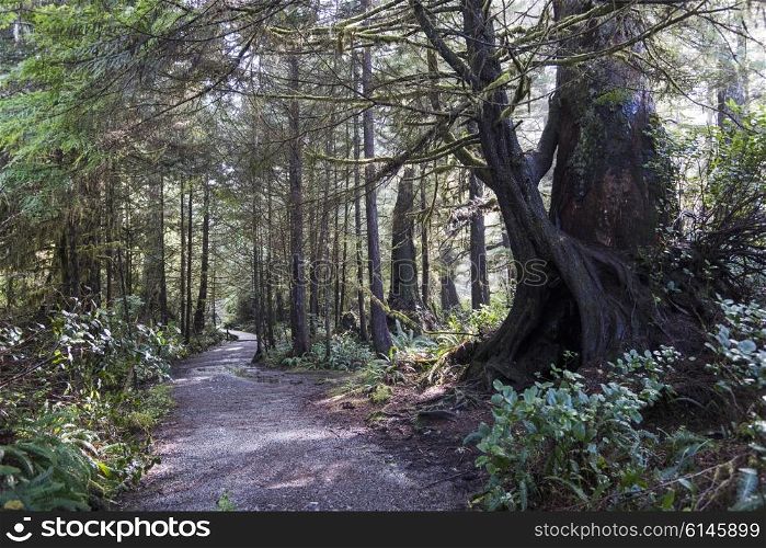 Dirt road passing through forest, Pacific Rim National Park Reserve, Tofino, Vancouver Island, British Columbia, Canada
