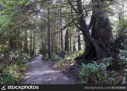 Dirt road passing through forest, Pacific Rim National Park Reserve, Tofino, Vancouver Island, British Columbia, Canada