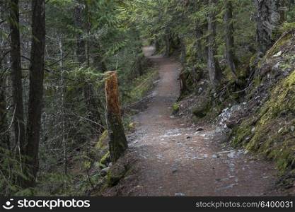 Dirt road passing through forest, Pemberton, Whistler, British Columbia, Canada