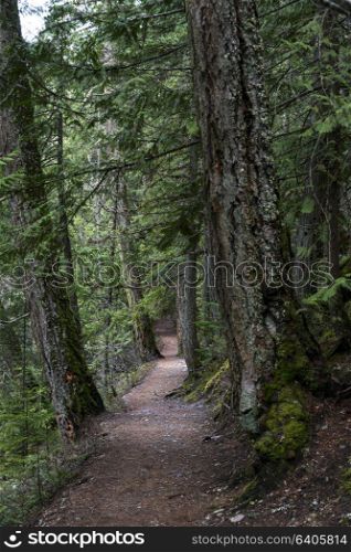 Dirt road passing through forest, Pemberton, Whistler, British Columbia, Canada