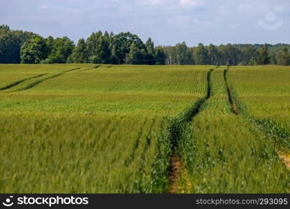 Dirt road path in cereal field landscape in spring. Tractor tire tracks on the field in Latvia. Summer landscape with green grain fields and meadow path. 