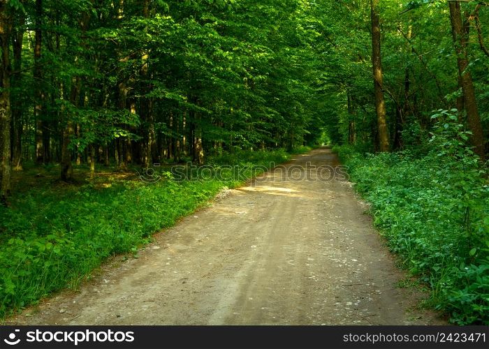 Dirt road through a dense green forest, spring view