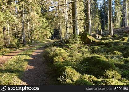 Dirt road through a sunlit mossy coniferous forest