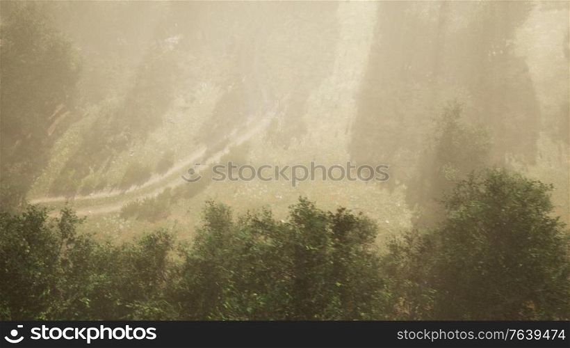 dirt road through deciduous forest in fog