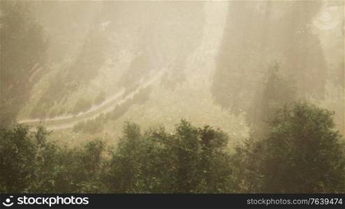 dirt road through deciduous forest in fog
