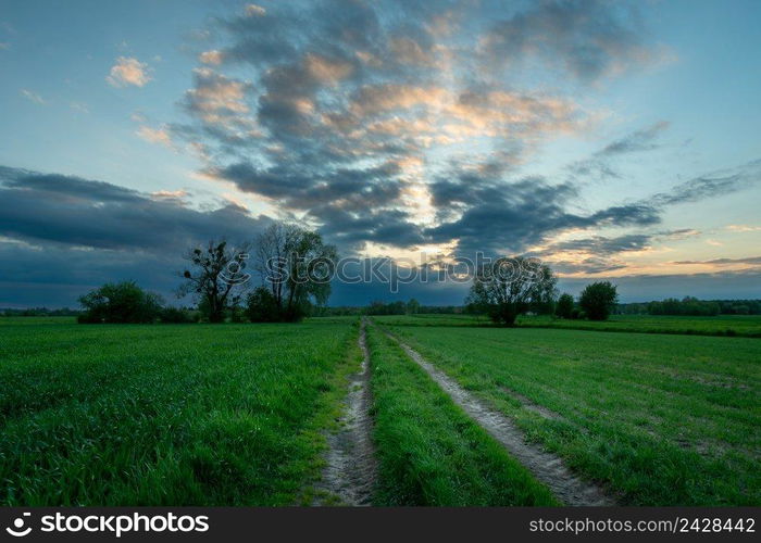 Dirt road through green fields and evening sky, spring evening