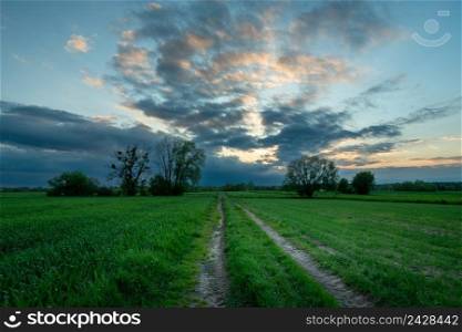 Dirt road through green fields and evening sky, spring evening