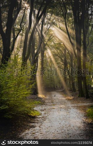 Dirt road through the spring deciduous forest on a foggy morning.. Sun rays shining through trees