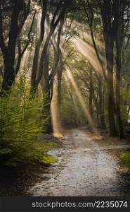 Dirt road through the spring deciduous forest on a foggy morning.. Sun rays shining through trees