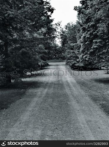 Dirt road through the trees.