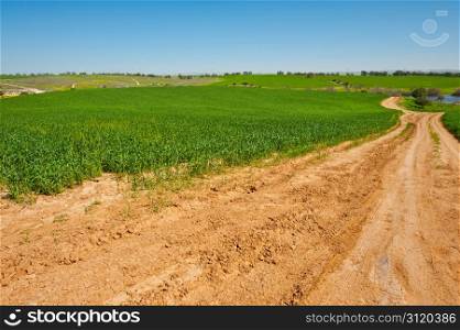 Dirt Road to the Lake among the Green Fields, Israel Spring