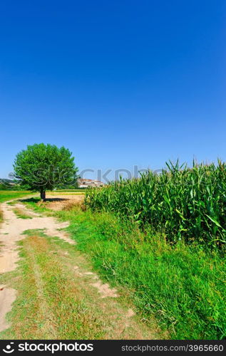 Dirt Road to the Medieval City in Tuscany, Italy