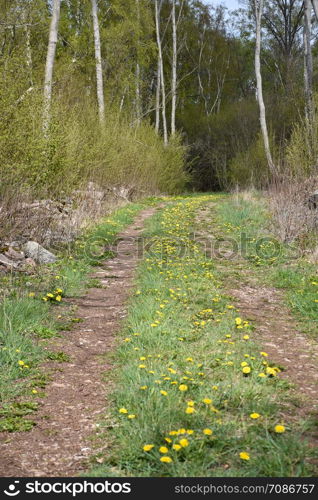Dirt road with blossom dandelions in the green grass at the island Oland in Sweden