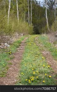 Dirt road with blossom dandelions in the green grass at the island Oland in Sweden