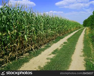 Dirt rural road among the cornfield and forest in lovely summer day. Rural road among the cornfield and forest