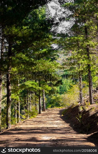 Dirt track through a Pine Forest Plantationin in Cape Town South Africa