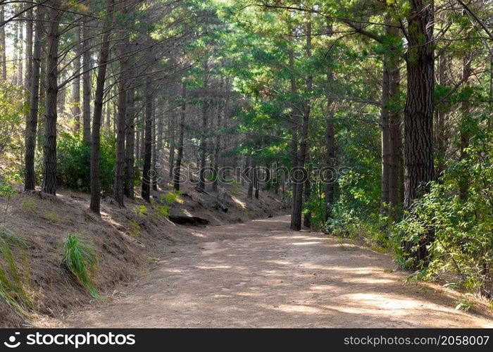 Dirt track through a Pine Forest Plantationin in Cape Town South Africa