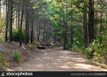 Dirt track through a Pine Forest Plantationin in Cape Town South Africa