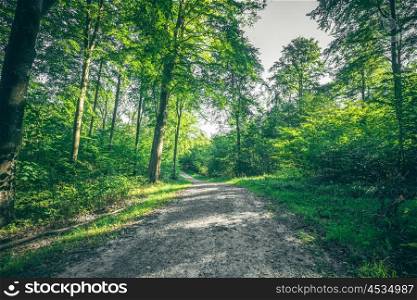 Dirt trail going through a green forest in the spring