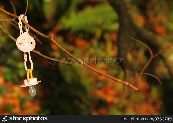 Dirty baby pacifier hanging outside in branch. Child lost her dummy.