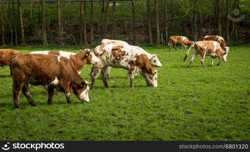 Dirty cow. Cows grazing on a green field