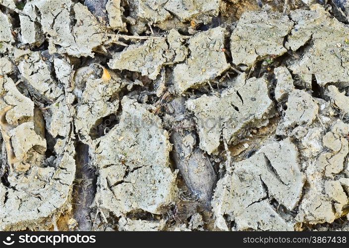Dirty cracked earth