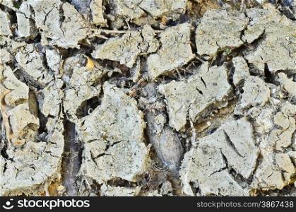 Dirty cracked earth