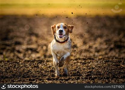 Dirty Dog Beagle running fast and jumping with tongue out through field in a spring. Pet background. Dirty Dog Beagle running fast and jumping with tongue out through field in a spring