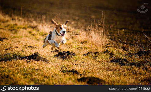 Dirty Dog Beagle running fast and jumping with tongue out through field in a spring. Pet background. Dirty Dog Beagle running fast and jumping with tongue out through field in a spring