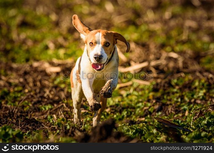 Dirty Dog Beagle running fast and jumping with tongue out through field in a spring. Pet background. Dirty Dog Beagle running fast and jumping with tongue out through field in a spring