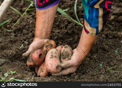 Dirty hard worked and wrinkled hands holding fresh organic potatoes. Old woman holding harvested potatoes in hands.. Dirty hard worked and wrinkled hands holding fresh organic potatoes. Old woman holding harvested potatoes in hands.