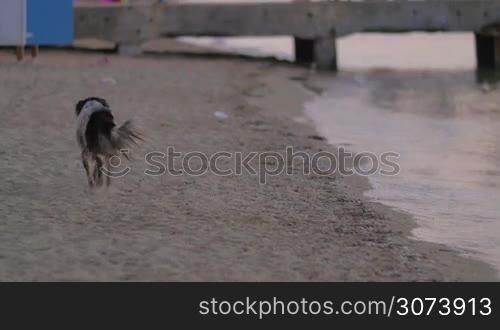 Dirty homeless stray dog is running on the beach along the seaside.