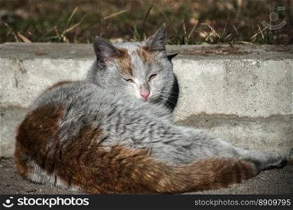 Dirty male homeless street cat lying by street curb closeup in sunny winter day
