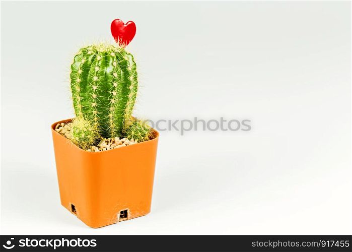 Dirty pot of cactus for decoration on the white background.