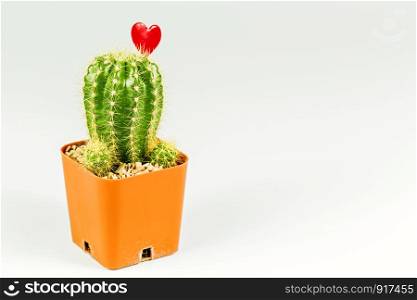 Dirty pot of cactus for decoration on the white background.
